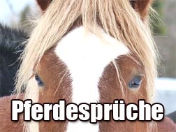 Pferdesprüche