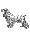 Cockerspaniel Malvorlage