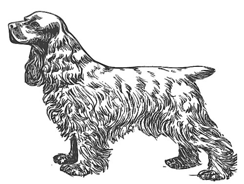 Cockerspaniel Malvorlage