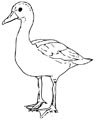 Ente Malvorlage