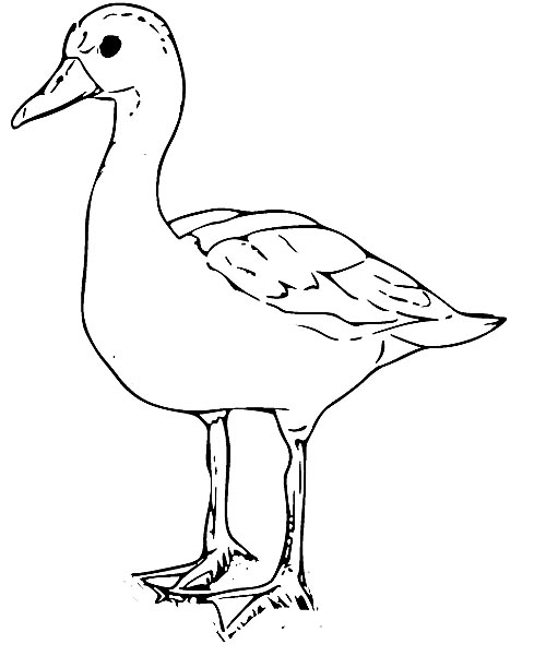 Ente Malvorlage