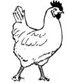 Huhn Malvorlage