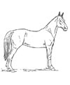 Stehendes Pferd Malvorlage als kostenloses Ausmalbild
