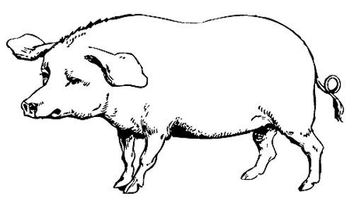 Schwein Malvorlage